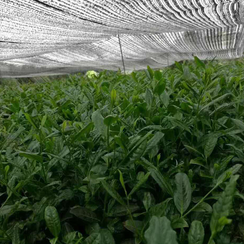 W&J nature wellness Quality Pure Matcha Powder100% Organic Japan Matcha Green Tea Certified Macha Ceremonial Grade  pwder  packn of 2